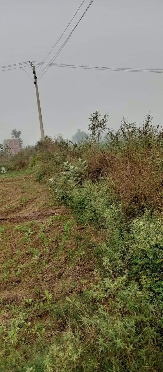 FB_IMG_1731722514455