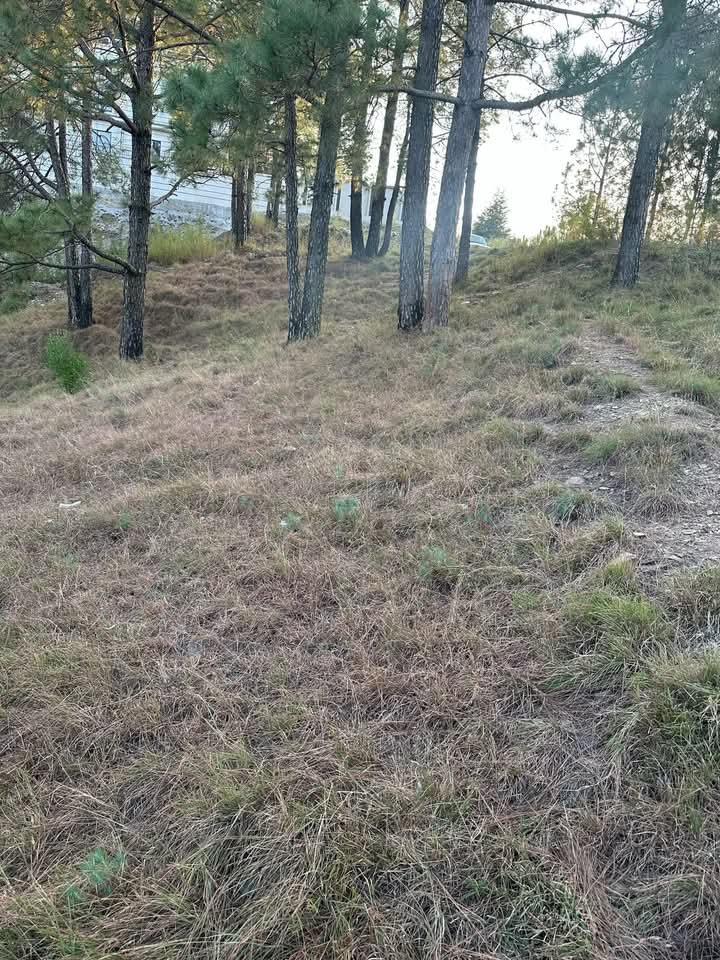 FB_IMG_1732363836036