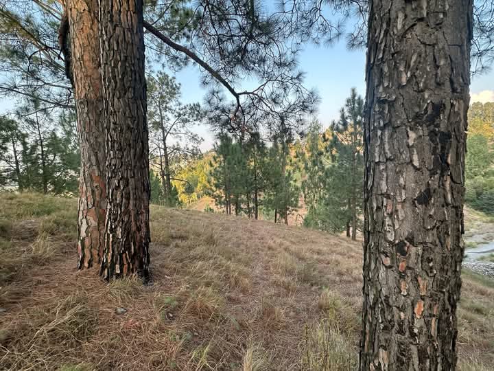 FB_IMG_1732363837940