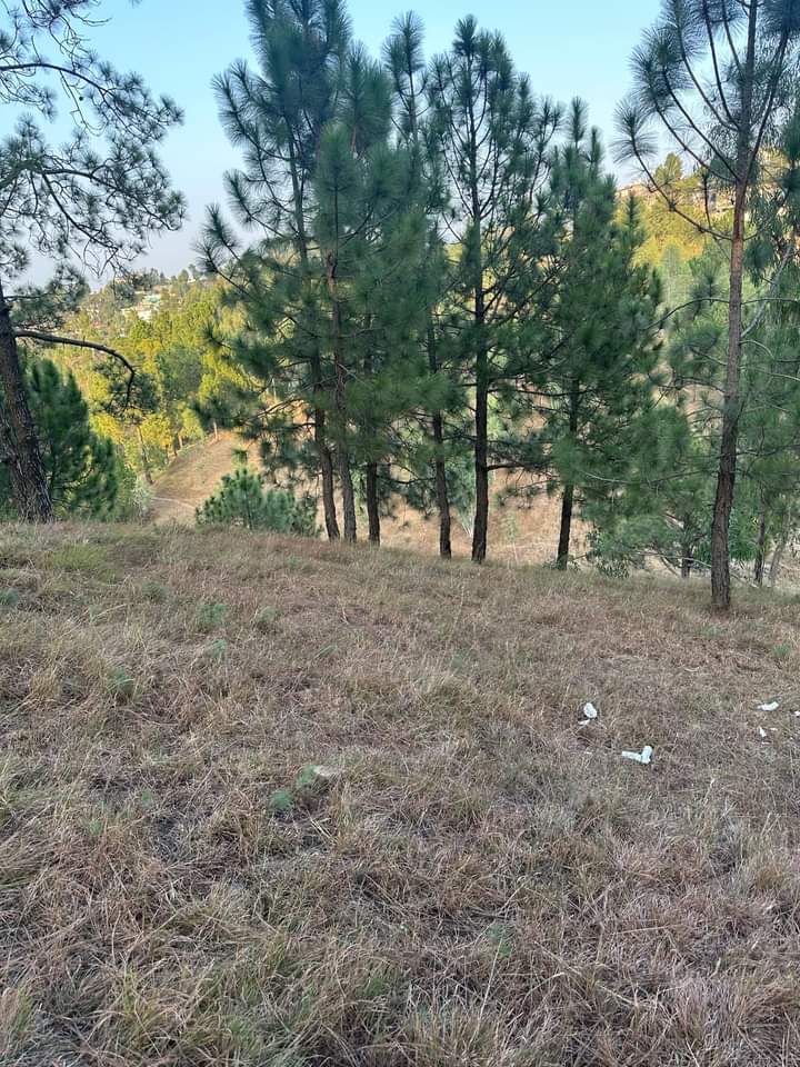 FB_IMG_1732363843811