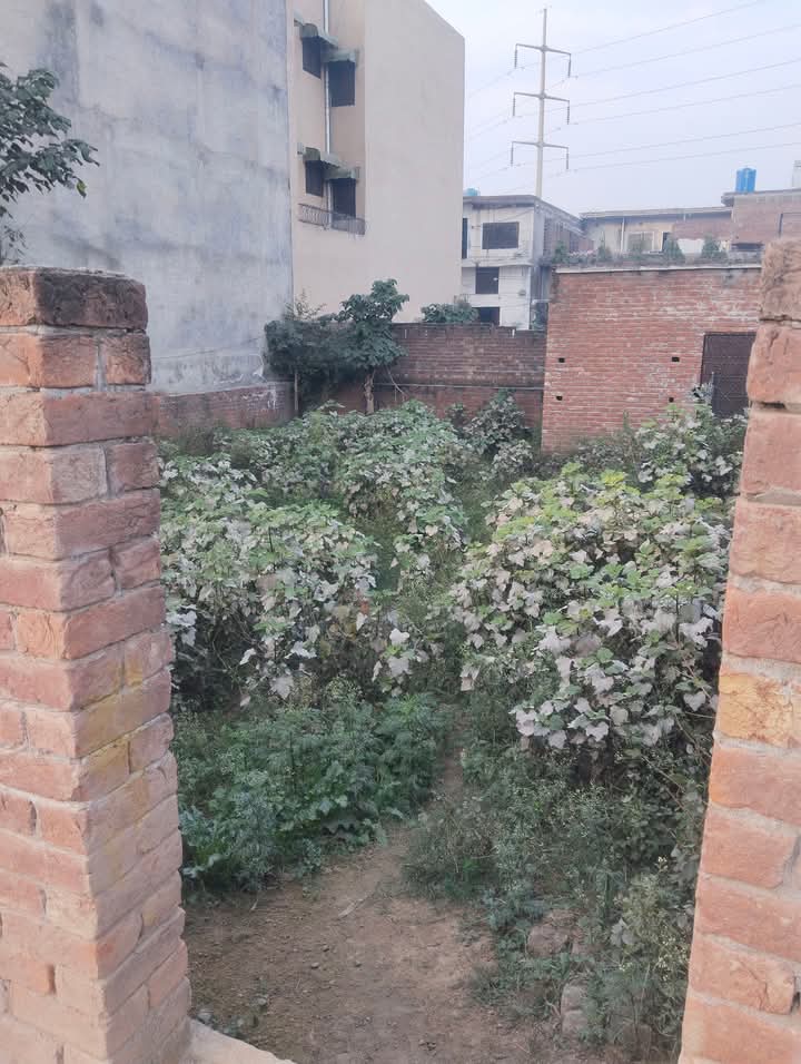 FB_IMG_1741687476764