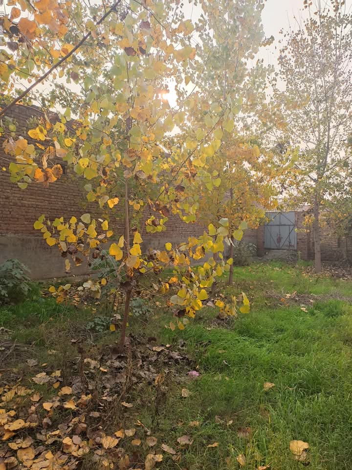 FB_IMG_1742969088680