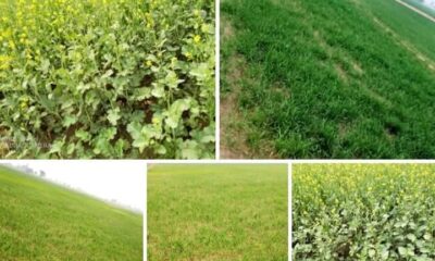 FB_IMG_1742981417692